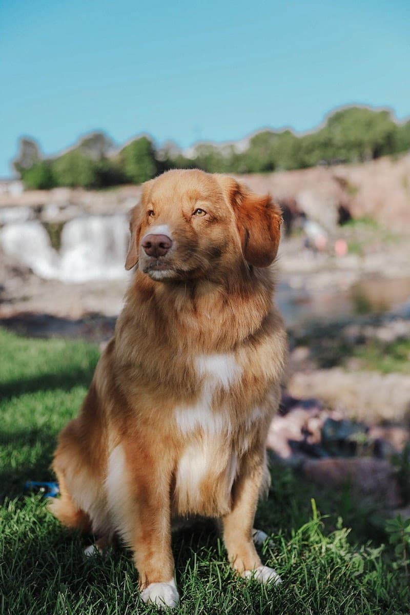 A Dog's Life Professional Grooming & Canine Massage - Mobile dog grooming in Greeley, CO