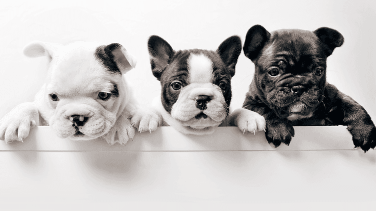 A PAWSitively PURRfect Place, LLC - Mobile dog grooming in Lithia Springs, GA