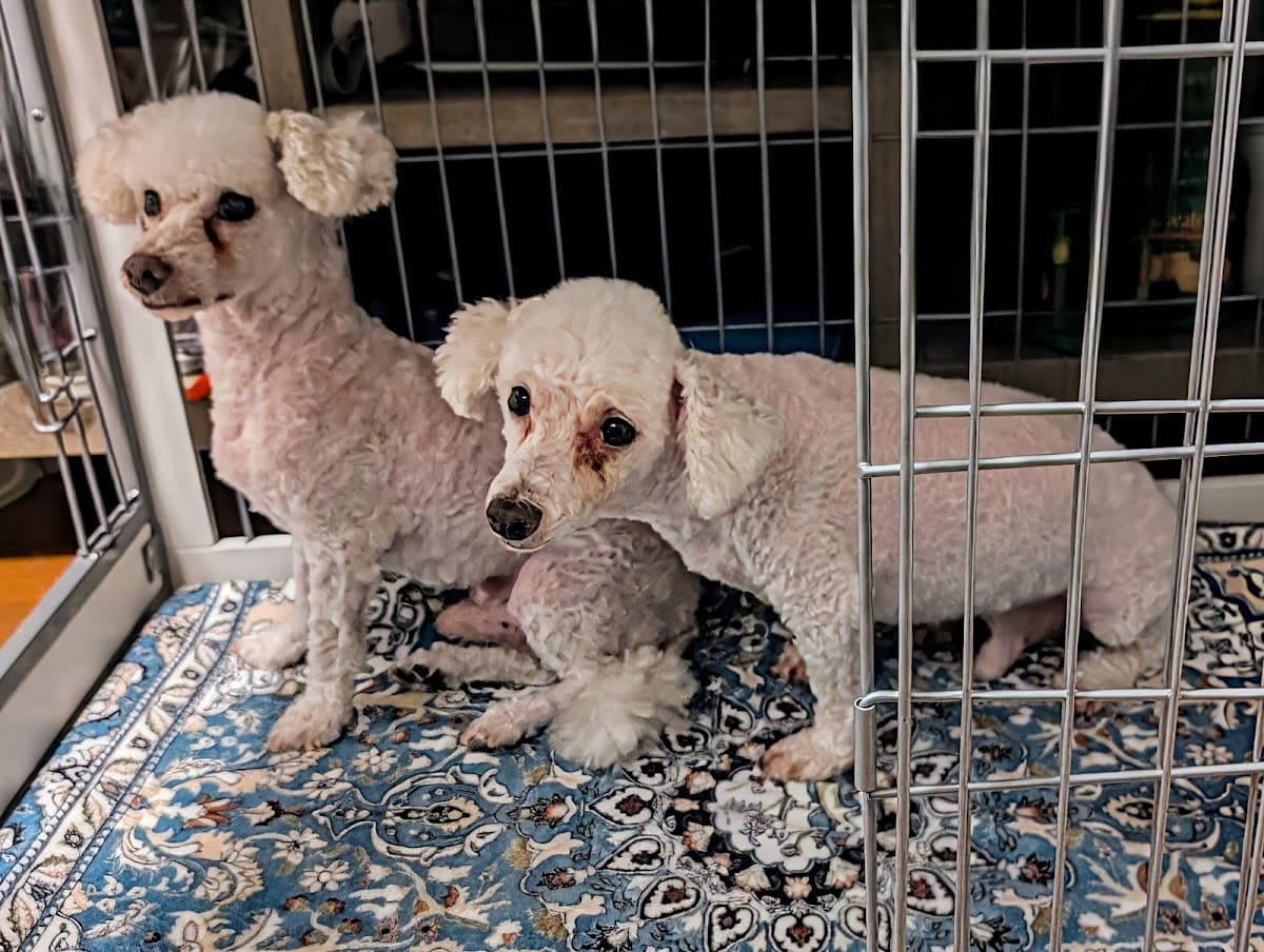 a&b scissor hands we groom all dogs and cats - Mobile dog grooming in Champaign, IL