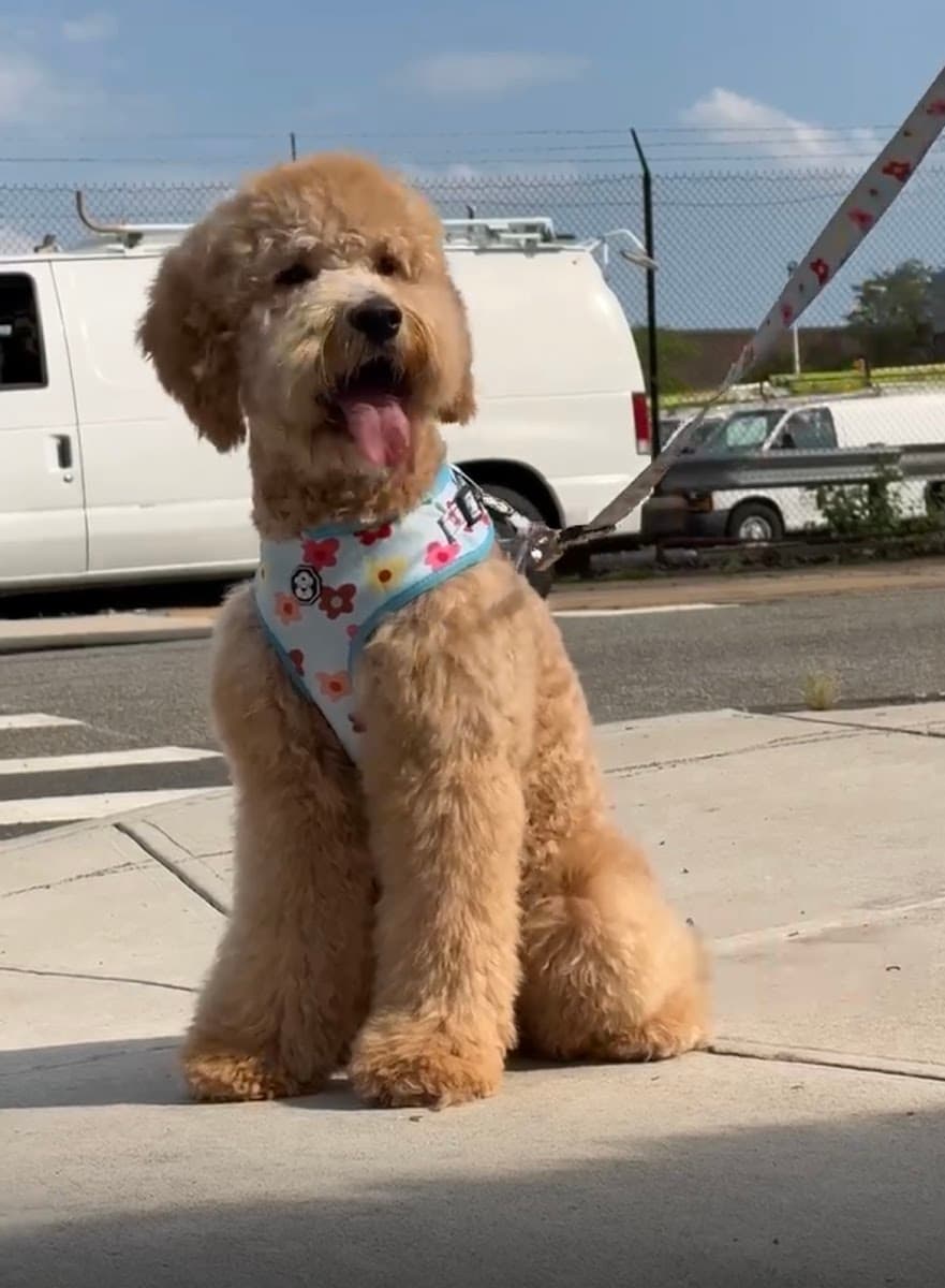 Abriluxe Grooming - Mobile Pet Grooming Service - Mobile dog grooming in Medford, NY