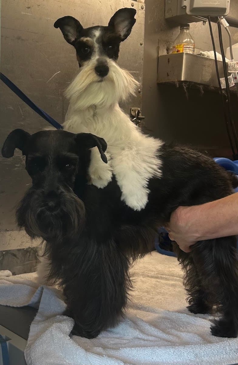 Albritton Quick Clips Mobile Pet Grooming pawsTHRIVE - Mobile dog grooming in Shorter, AL