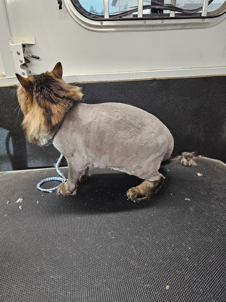 All breed mobile pet grooming Las Vegas Nevada - Mobile dog grooming in Las Vegas, NV