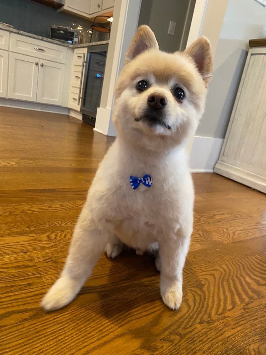 Bark and Boujee House-Call Mobile Grooming - Mobile dog grooming in Wilmington, NC