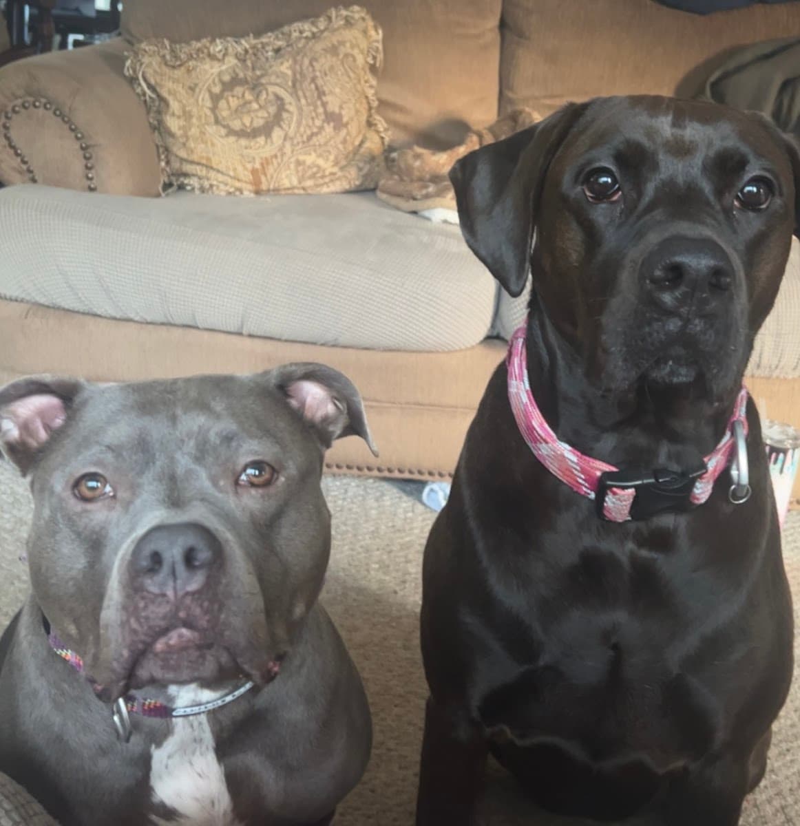 Bark In Style Mobile Dog Grooming - Mobile dog grooming in Wakefield, MA