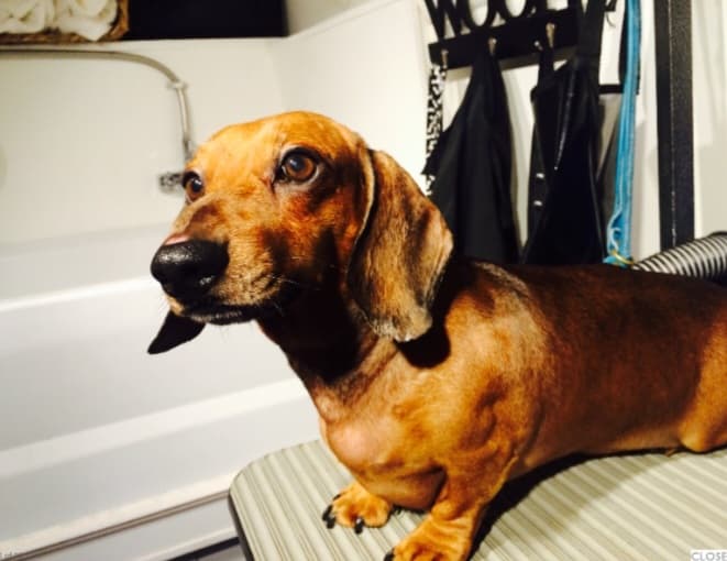 Bark-N-Bubbles Mobile Dog Grooming Salon - Mobile dog grooming in Sacramento, CA