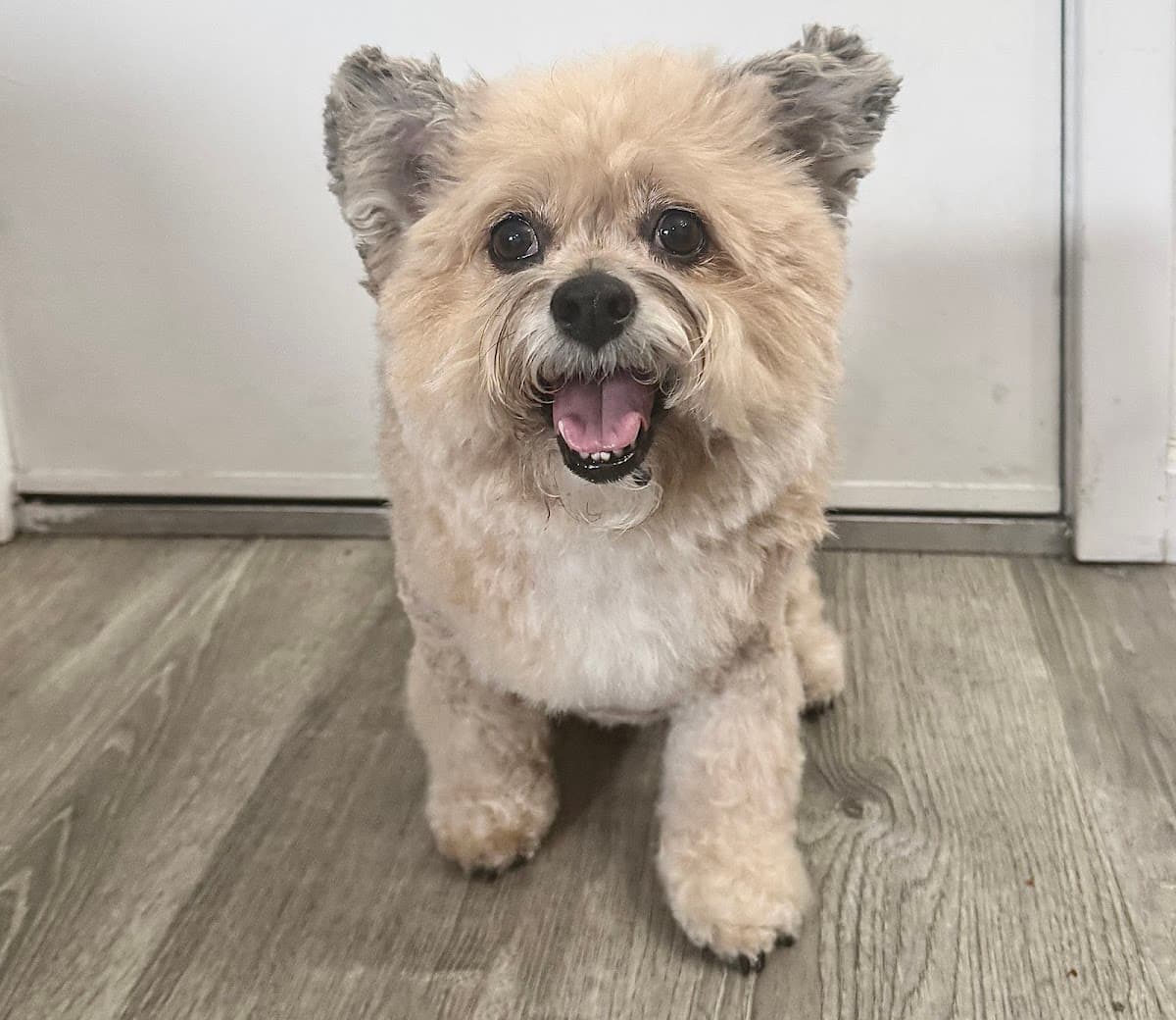 Beauty and the BEST mobile grooming - Mobile dog grooming in National City, CA