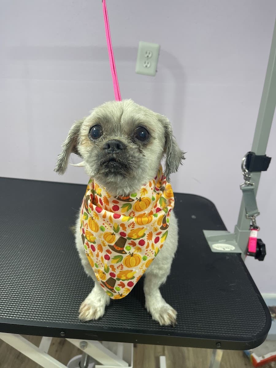 Best Paw Forward Dog Grooming-Mobile Groomer - Mobile dog grooming in Gulfport, MS