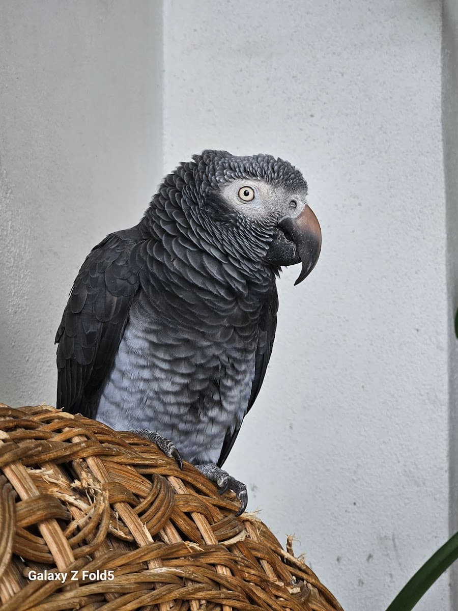 Birds' Beak & Beyond. Mobile Bird/Pet Grooming, Consulting, Sitting, Behavioral, Transport, and Kennel Cleaning. - Mobile dog grooming in Lake Worth Beach, FL