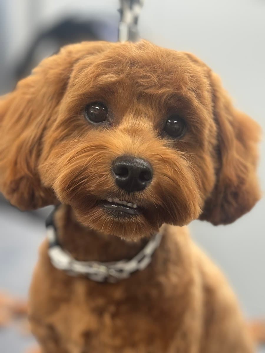 Bubble Puppies Mobile Dog Grooming - Mobile dog grooming in Darlington, MARYLAND