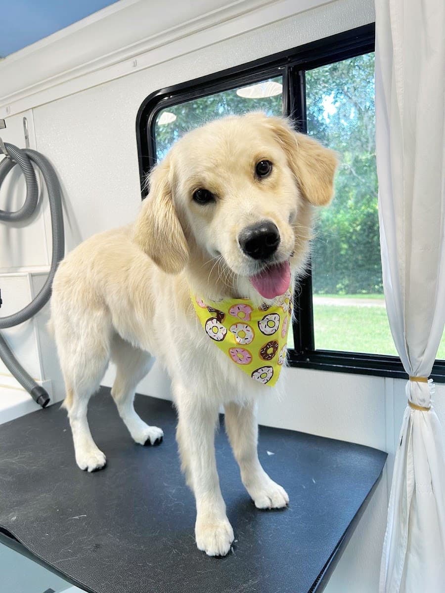 BUBBLES N' PAWS MOBILE DOG GROOMING DR. PHILLIPS - Mobile dog grooming in Orlando, FL