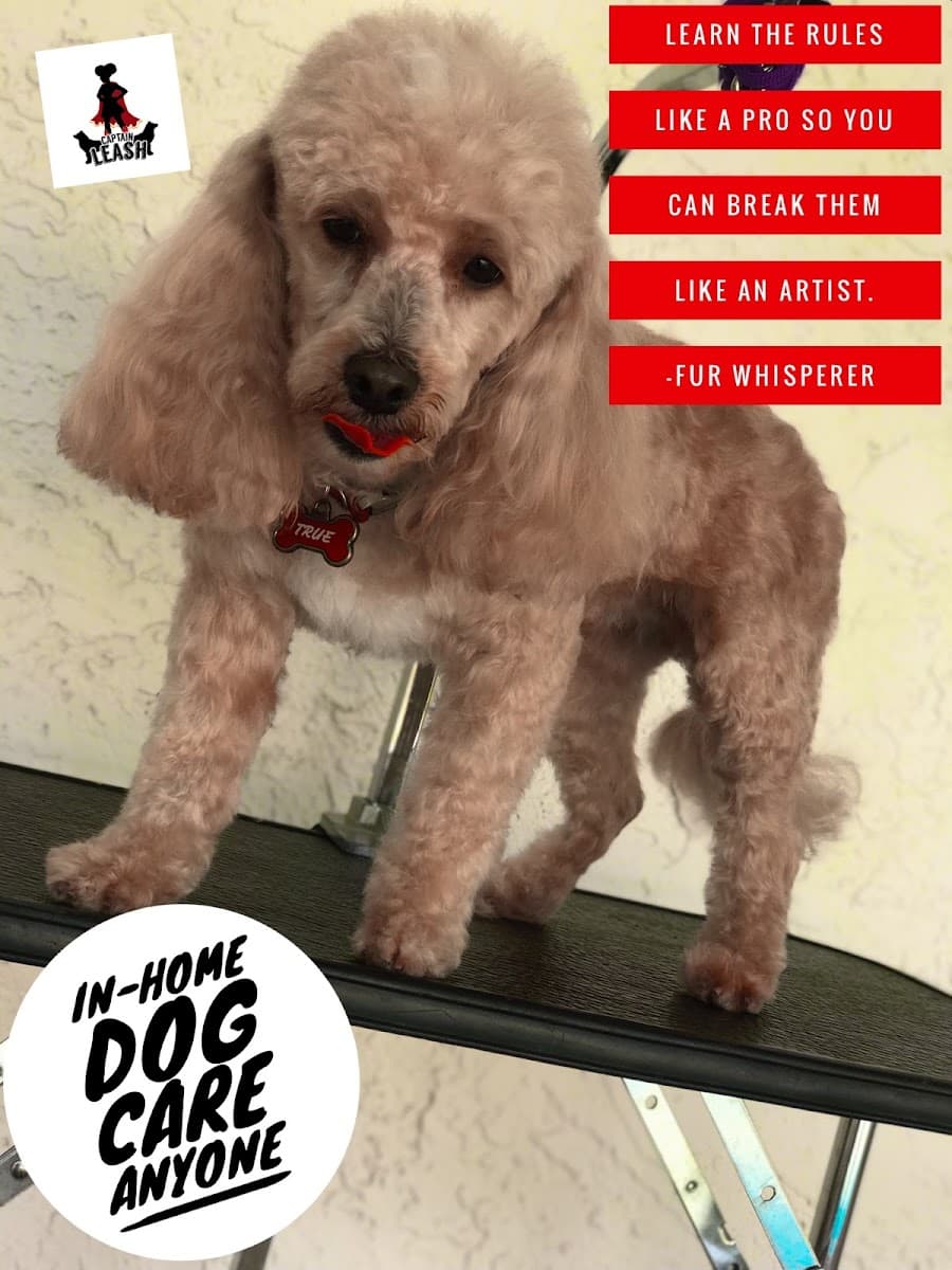 Captain Leash Mobile Dog Grooming & Sitter - Mobile dog grooming in Goodyear, AZ