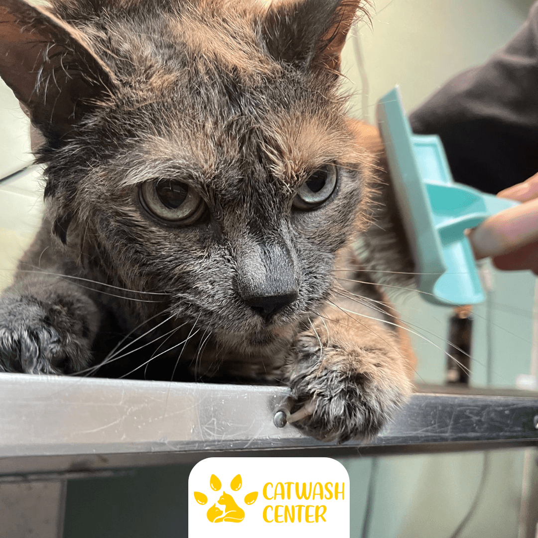 Cat Wash Center | Mobile Cat Grooming Specialists | Spokane WA - Mobile dog grooming in Spokane, WA
