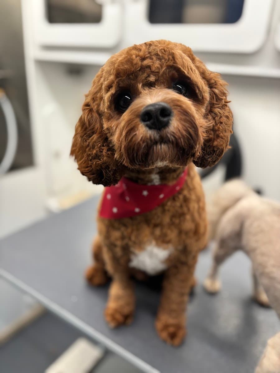 CharlyLou's Mobile Grooming - Mobile dog grooming in Sterling Heights, MI