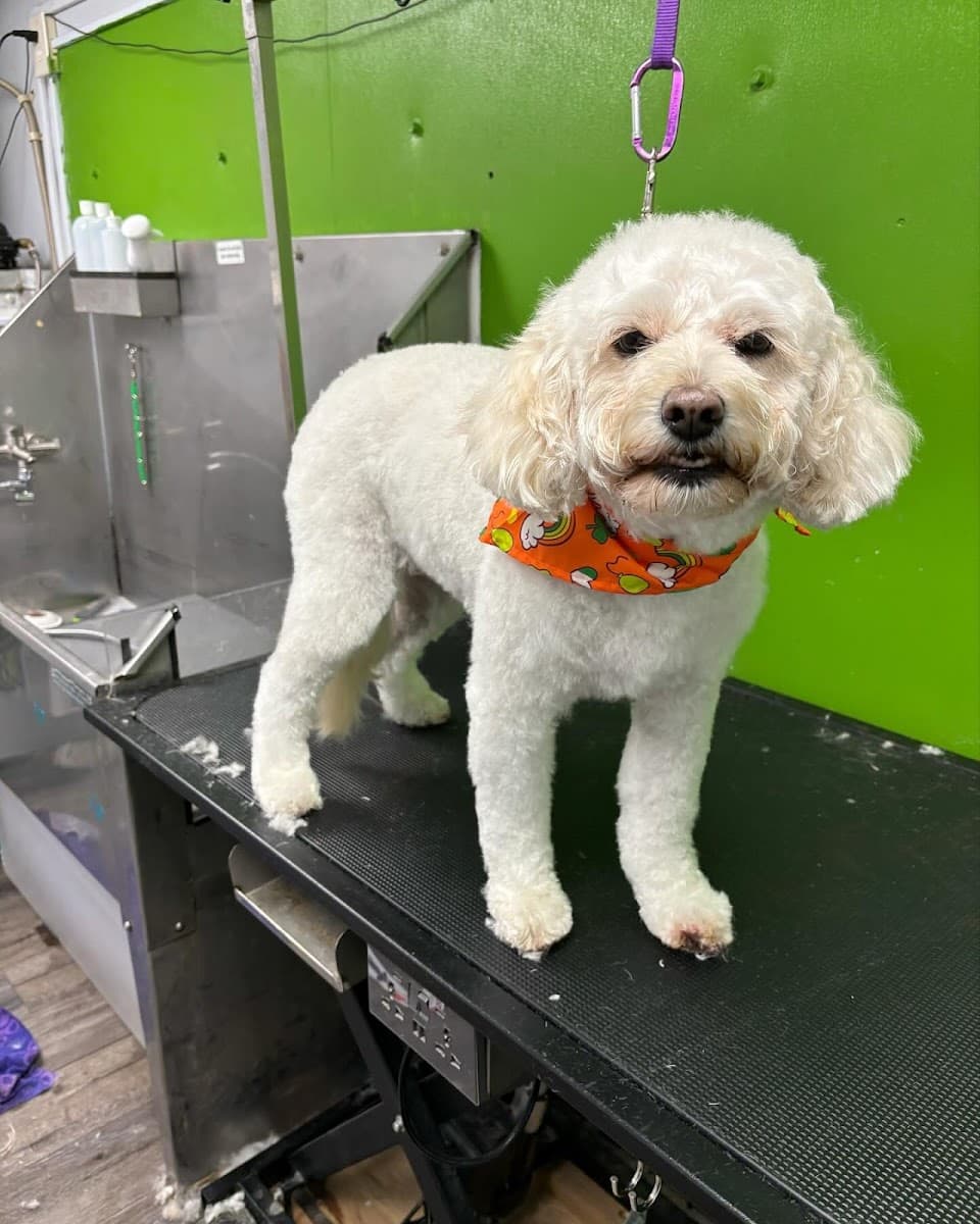 Coat of Many Colors Mobile Dog Grooming - Mobile dog grooming in Lebanon, TN