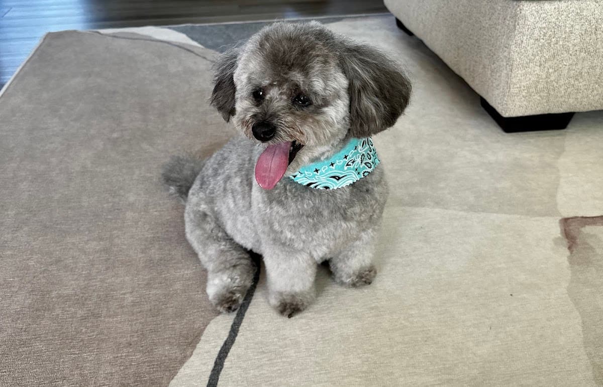 Dapper Pet Spa, LLC - Mobile Dog Grooming - Mobile dog grooming in Greer, SOUTH CAROLINA