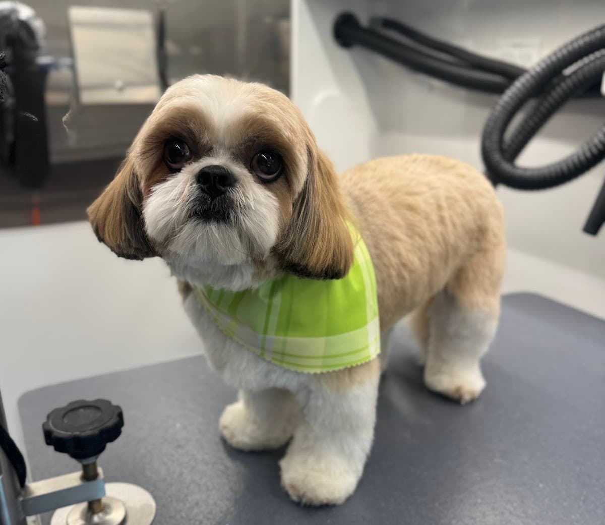 DapperTails Mobile Pet Grooming of East Suffolk - Mobile dog grooming in Coram, NY