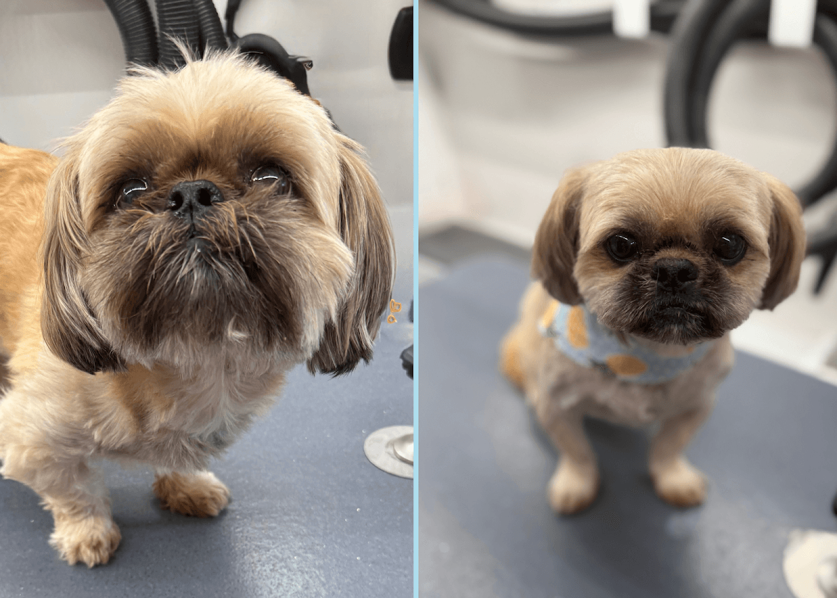 DapperTails Mobile Pet Grooming of Farmingville - Mobile dog grooming in Port Jefferson Station, NY