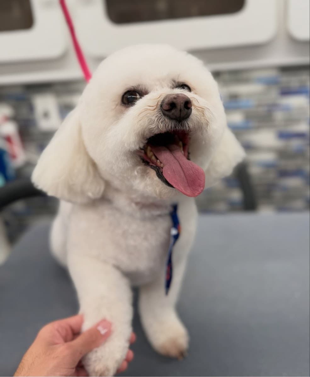 DapperTails Mobile Pet Grooming of Greater Portland - Mobile dog grooming in Washougal, WA