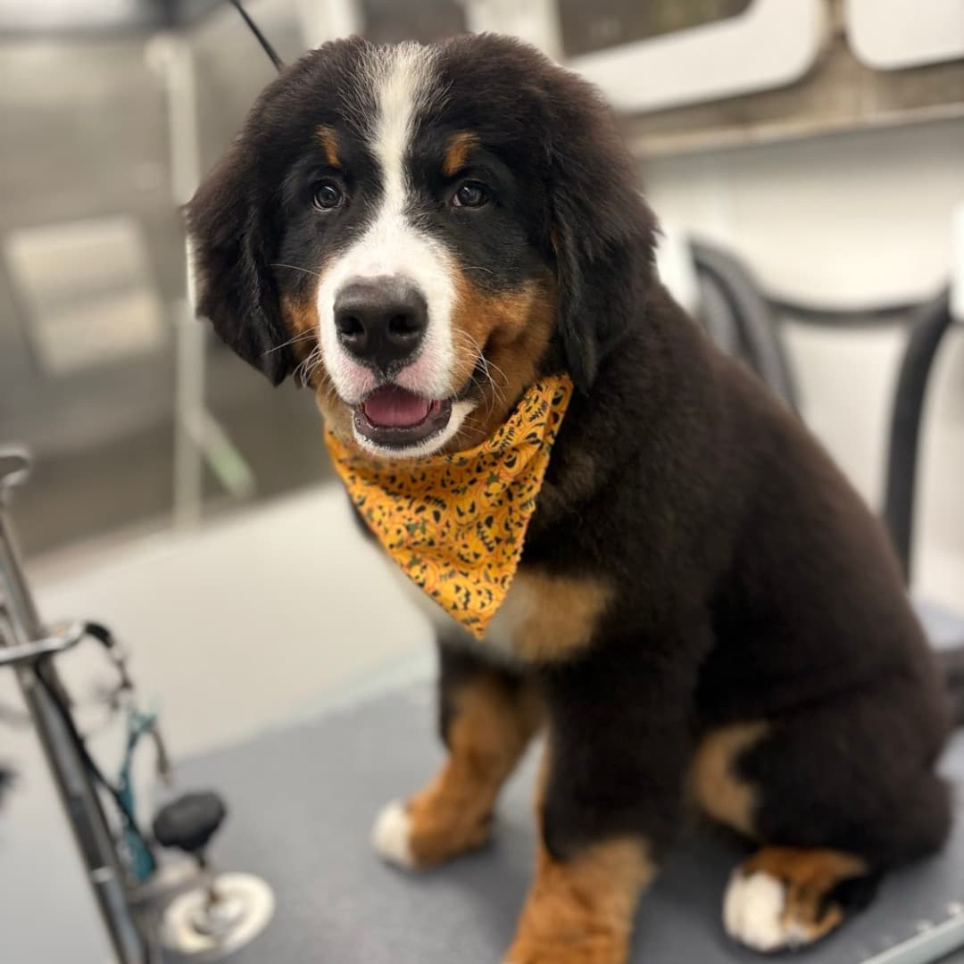 DapperTails Mobile Pet Grooming of Maricopa - Mobile dog grooming in Wet Camp Village, AZ