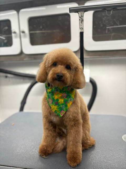 DapperTails Mobile Pet Grooming of Mastic - Mobile dog grooming in Brookhaven, NY