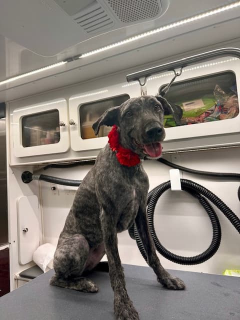 DapperTails Mobile Pet Grooming of Mid-Suffolk - Mobile dog grooming in Islip, NEW YORK