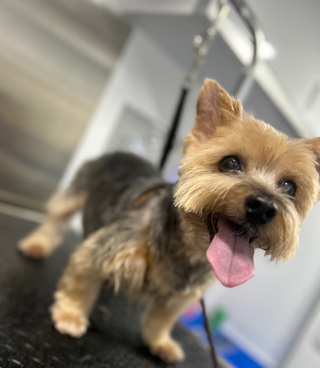 DapperTails Mobile Pet Grooming of Scottsdale - Mobile dog grooming in Scottsdale, AZ