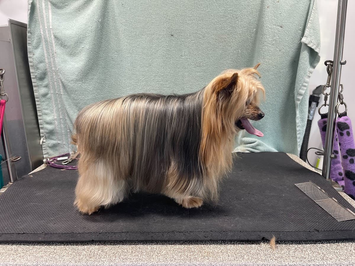 DapperTails Mobile Pet Grooming of Southwest Michigan - Mobile dog grooming in Delton, MICHIGAN