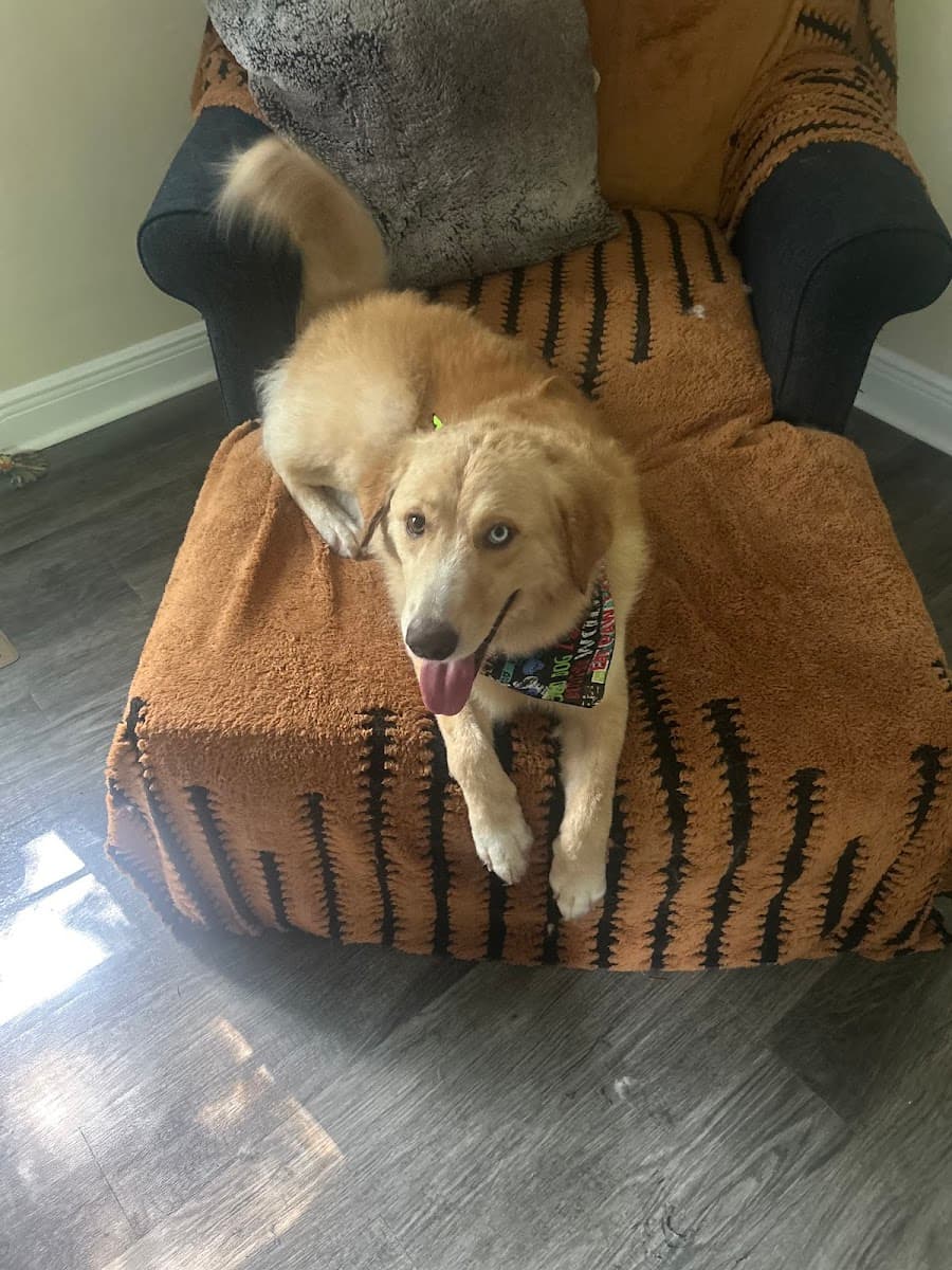 Dat Pooch Mobile Dog Grooming - Mobile dog grooming in North Little Rock, AR