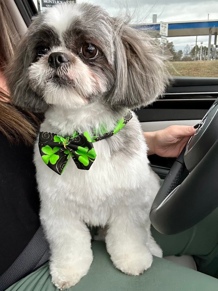 Dog Wash Cafe Pet Spa - Johns Creek - Mobile dog grooming in Johns Creek, GA