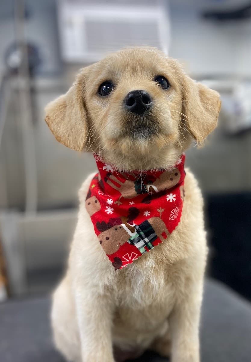 Doggie Stylez Mobile Salon & Spa LLC - Mobile dog grooming in Hellertown, PENNSYLVANIA