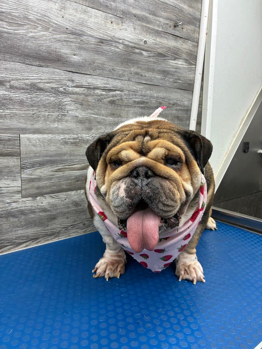 DoggyClips LLC Mobile Dog Grooming & Boarding - Mobile dog grooming in Greenwood, SC