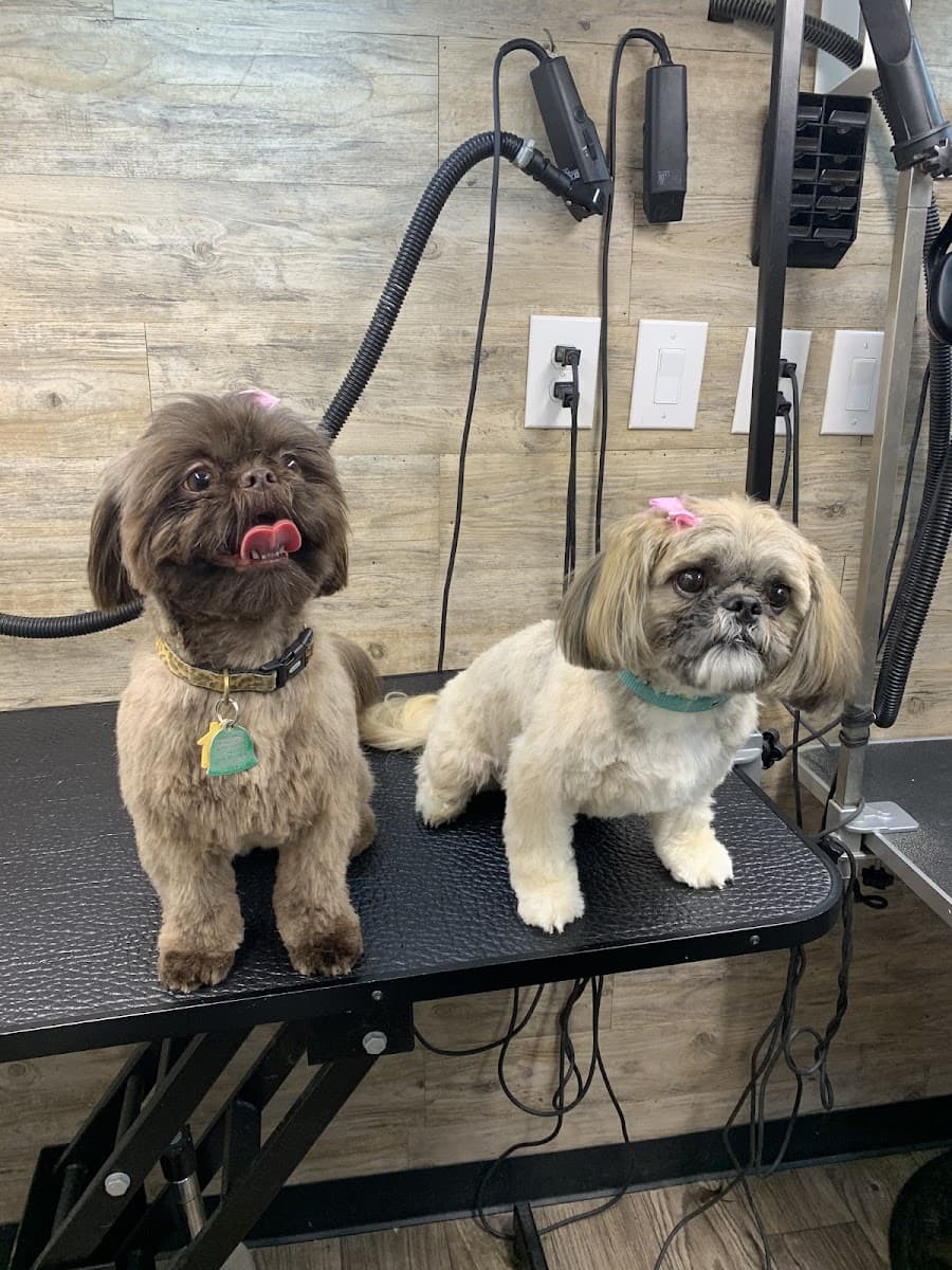 Doggywood Mobile Dog Grooming & Boarding - Mobile dog grooming in Greenwood, SC