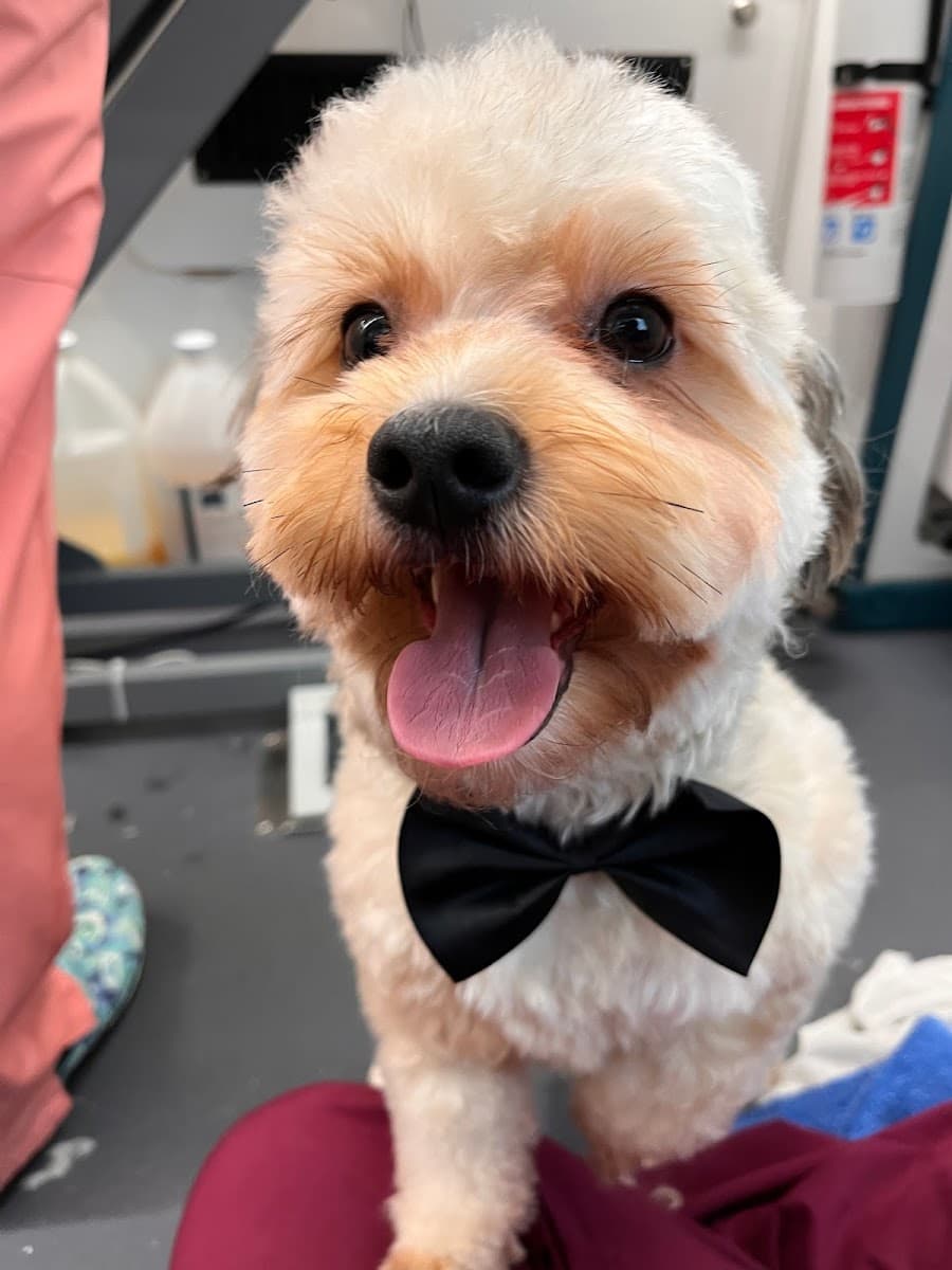 Dog's Bollocks Mobile Pet Grooming - Mobile dog grooming in Woodbridge, VA