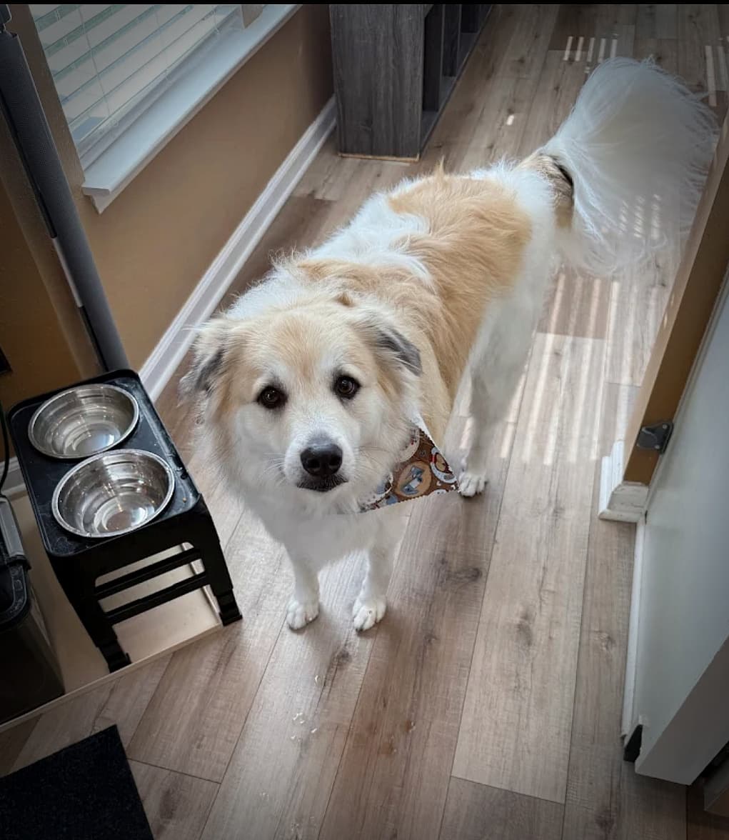 Door-to-Door Mobile Dog Grooming Tri-Cities - Richland, Pasco, Kennewick - Mobile dog grooming in Kennewick, WA