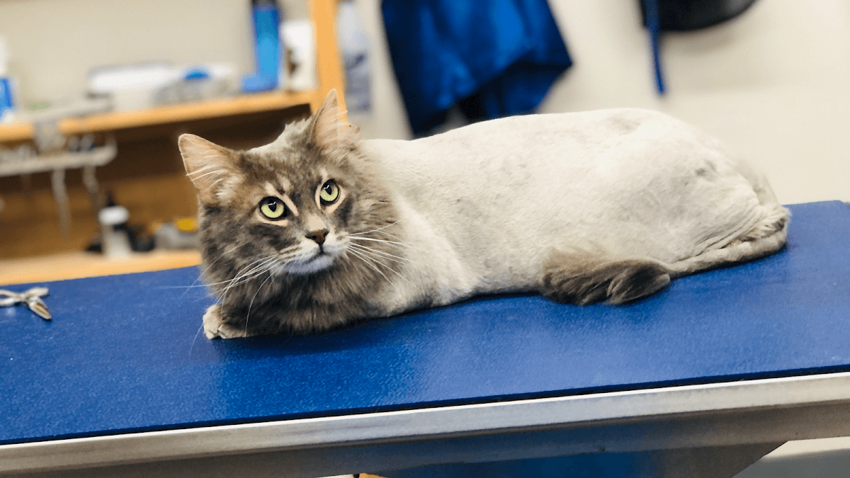 Ernestoââ¬â¢s Mobile Pet Grooming - Mobile dog grooming in Glendale, CALIFORNIA