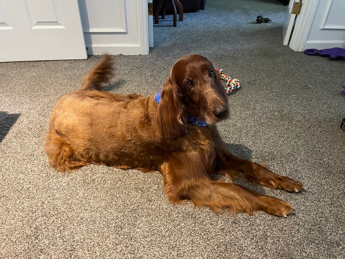 Fearless Pet Spa (Mobile Pet Grooming) - Mobile dog grooming in Kernersville, NC