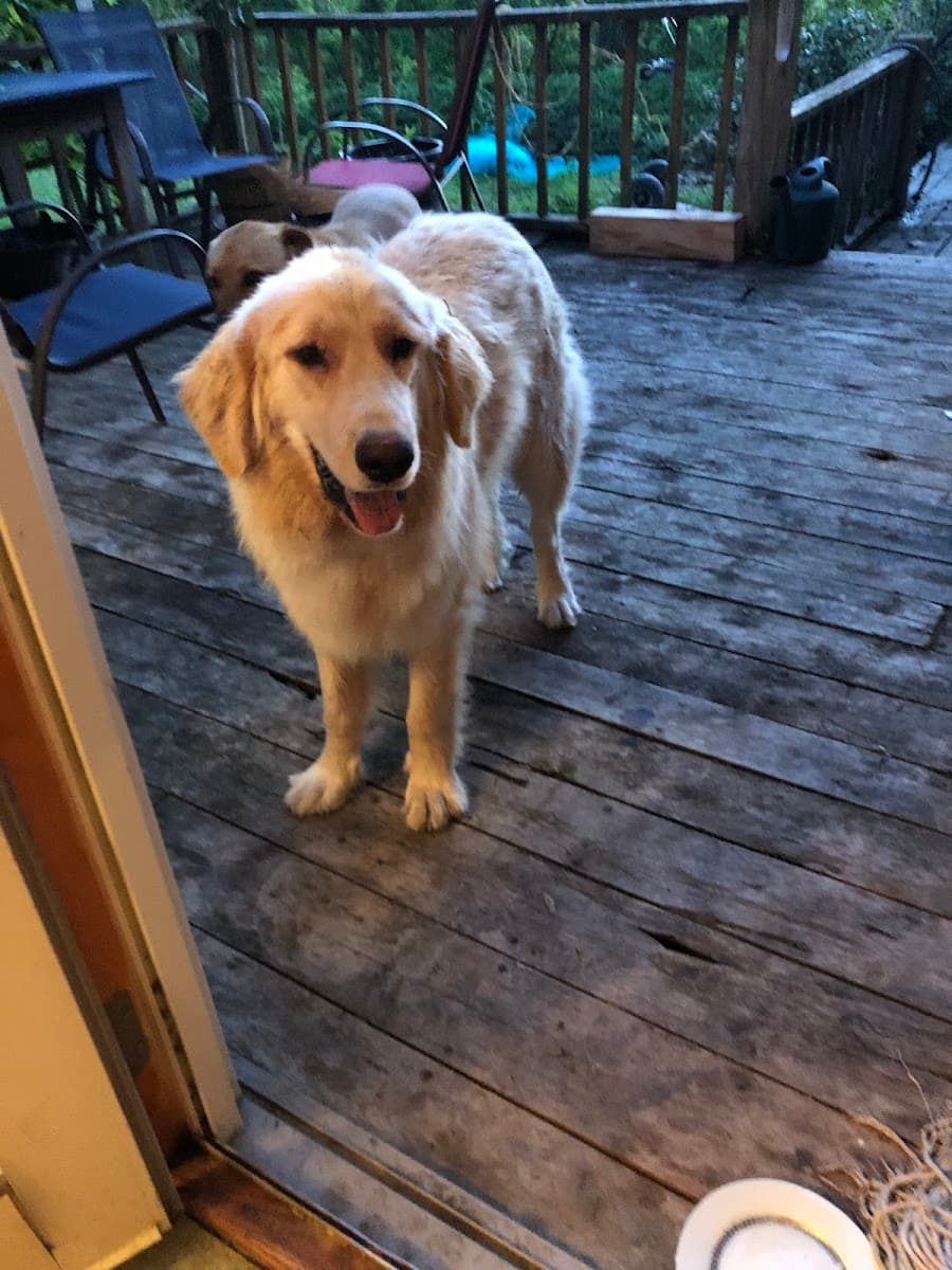 Florauna Lodge - Mobile Grooming, Dog Grooming - Mobile dog grooming in Charlotte, VT