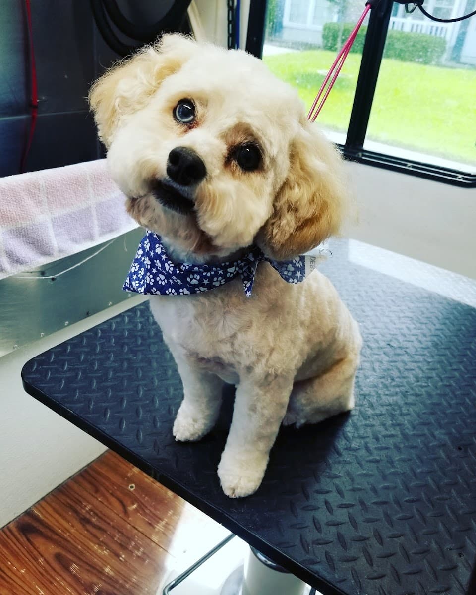 For Pet's Sake Mobile Dog Grooming LLC - Mobile dog grooming in Jacksonville, FL