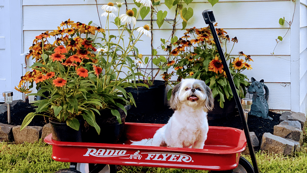For the Love of Dogs Mobile Grooming - Mobile dog grooming in Red Bank, NJ