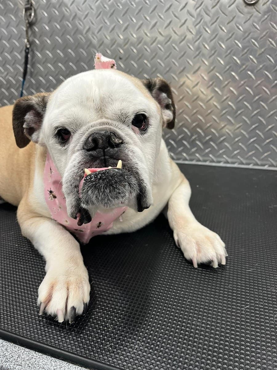 Fort Lauderdale Top Mobile Pet Grooming - Mobile dog grooming in Hamptons at Boca Raton, FL