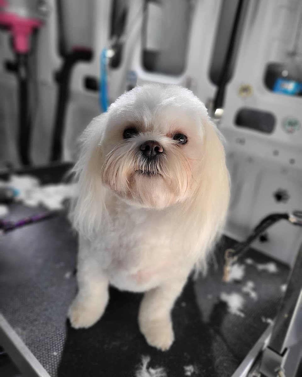 Fur the Love of Paws Mobile Dog Spa LLC - Mobile dog grooming in Bonadelle Ranchos Nine, CA