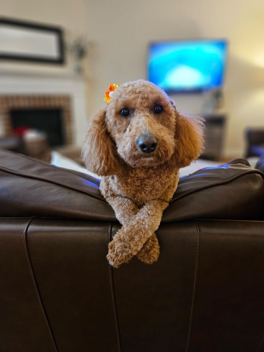 Furry Godmother Mobile Grooming and Pet Services LLC - Mobile dog grooming in Cumming, GEORGIA