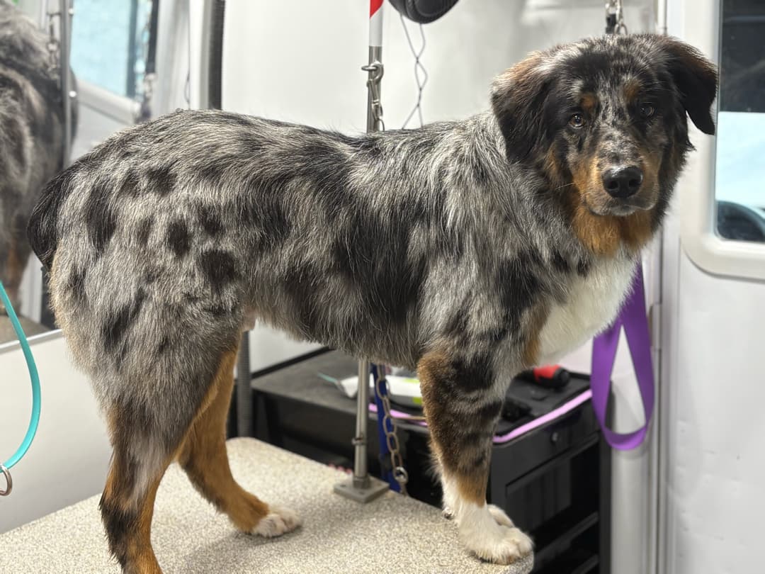 Furry Land Mobile Pet Grooming Central PA - Mobile dog grooming in Highspire, PENNSYLVANIA