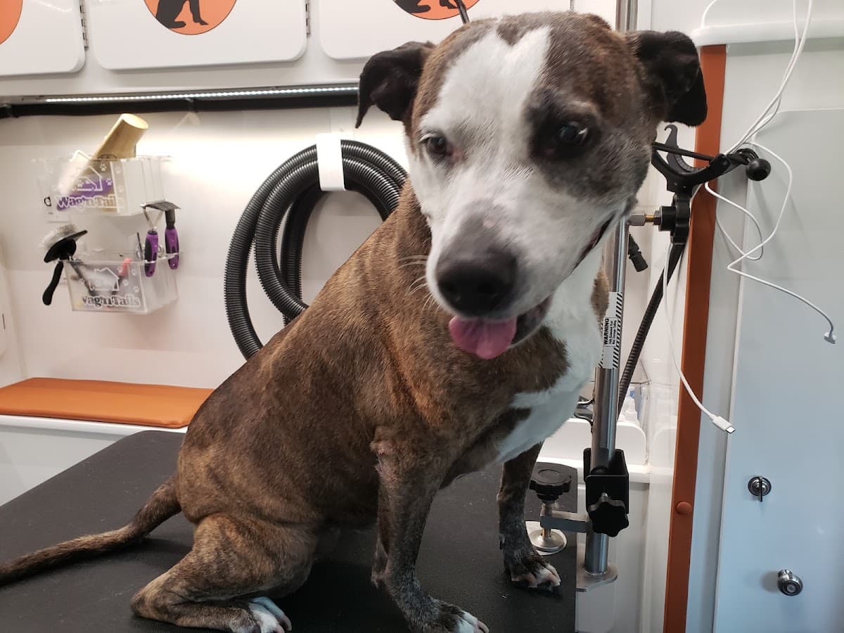 Furry Land Mobile Pet Grooming Cleveland + Akron + Canton + Surrounding Areas logo