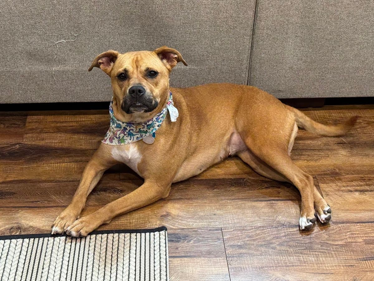 Furry Land Mobile Pet Grooming Green Bay to Appleton - Mobile dog grooming in Green Bay, WI