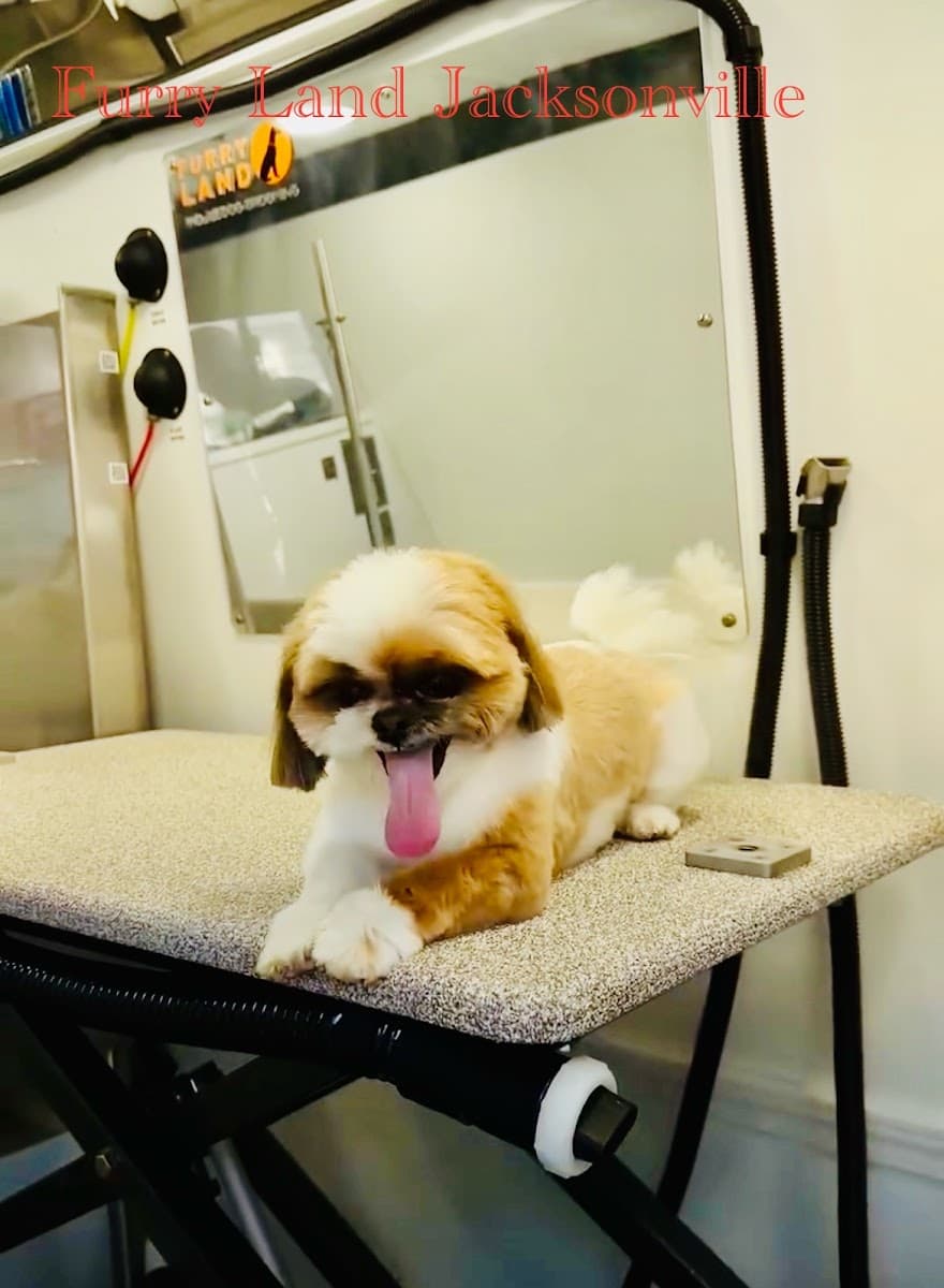 Furry Land Mobile Pet Grooming Jacksonville, FL - Mobile dog grooming in Jacksonville, FL