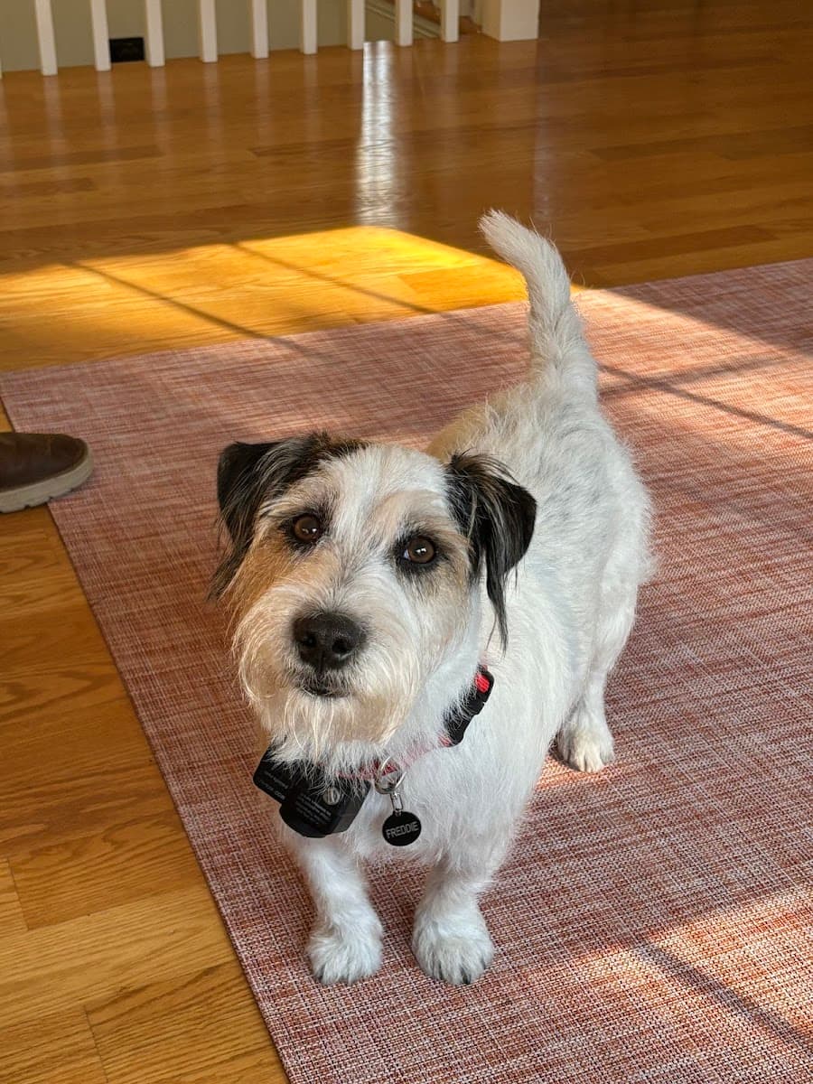 Furry Land Mobile Pet Grooming of Southern Maine - Mobile dog grooming in Scarborough, ME