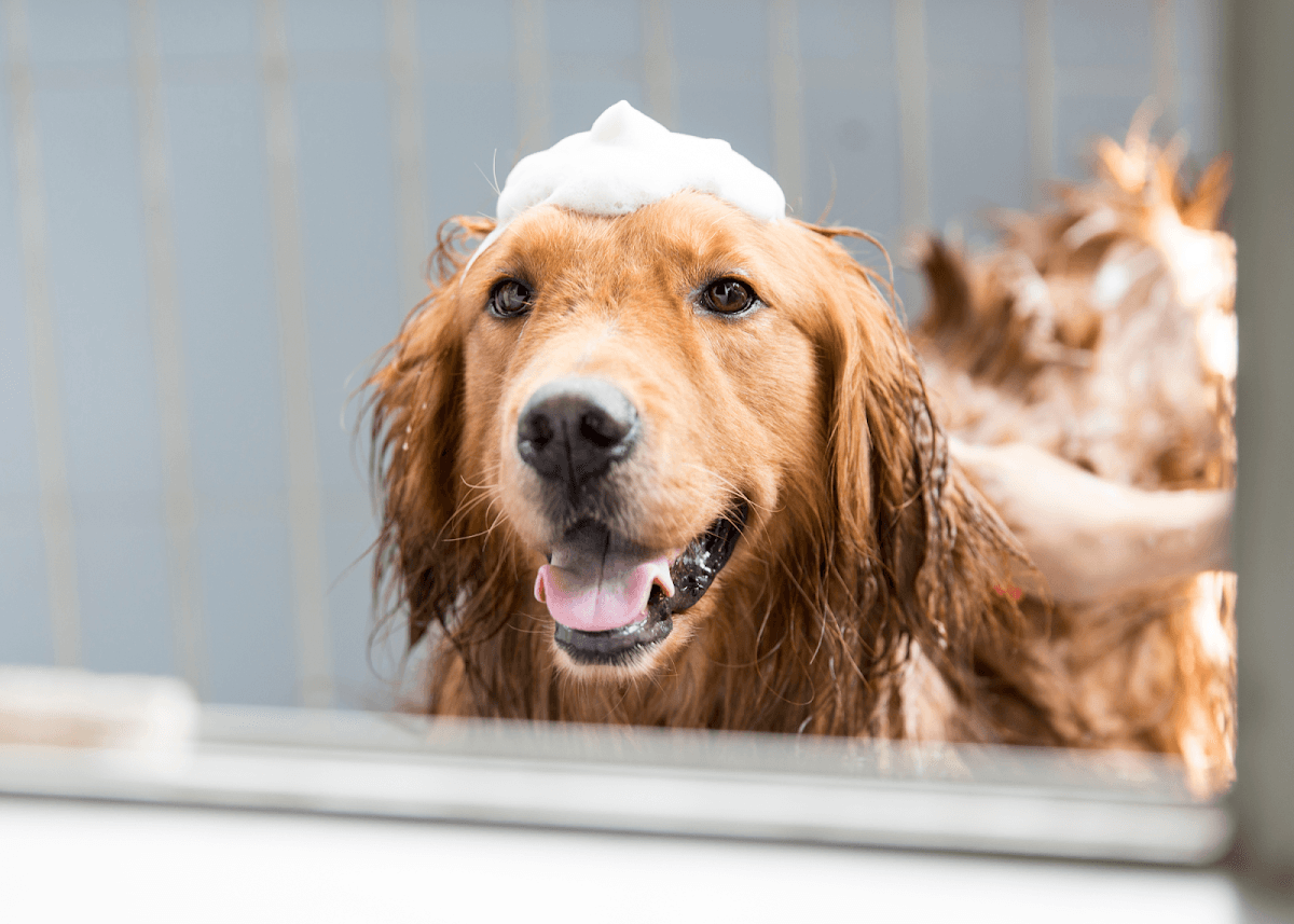 Furry Land Mobile Pet Grooming of Vermont - Mobile dog grooming in Westford, VT