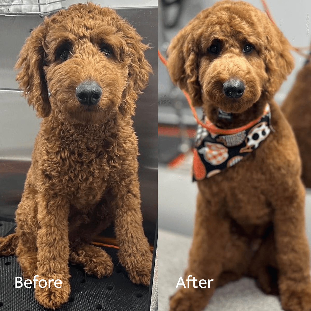 Furry Land Mobile Pet Grooming Pittsburgh - Mobile dog grooming in Export, PENNSYLVANIA