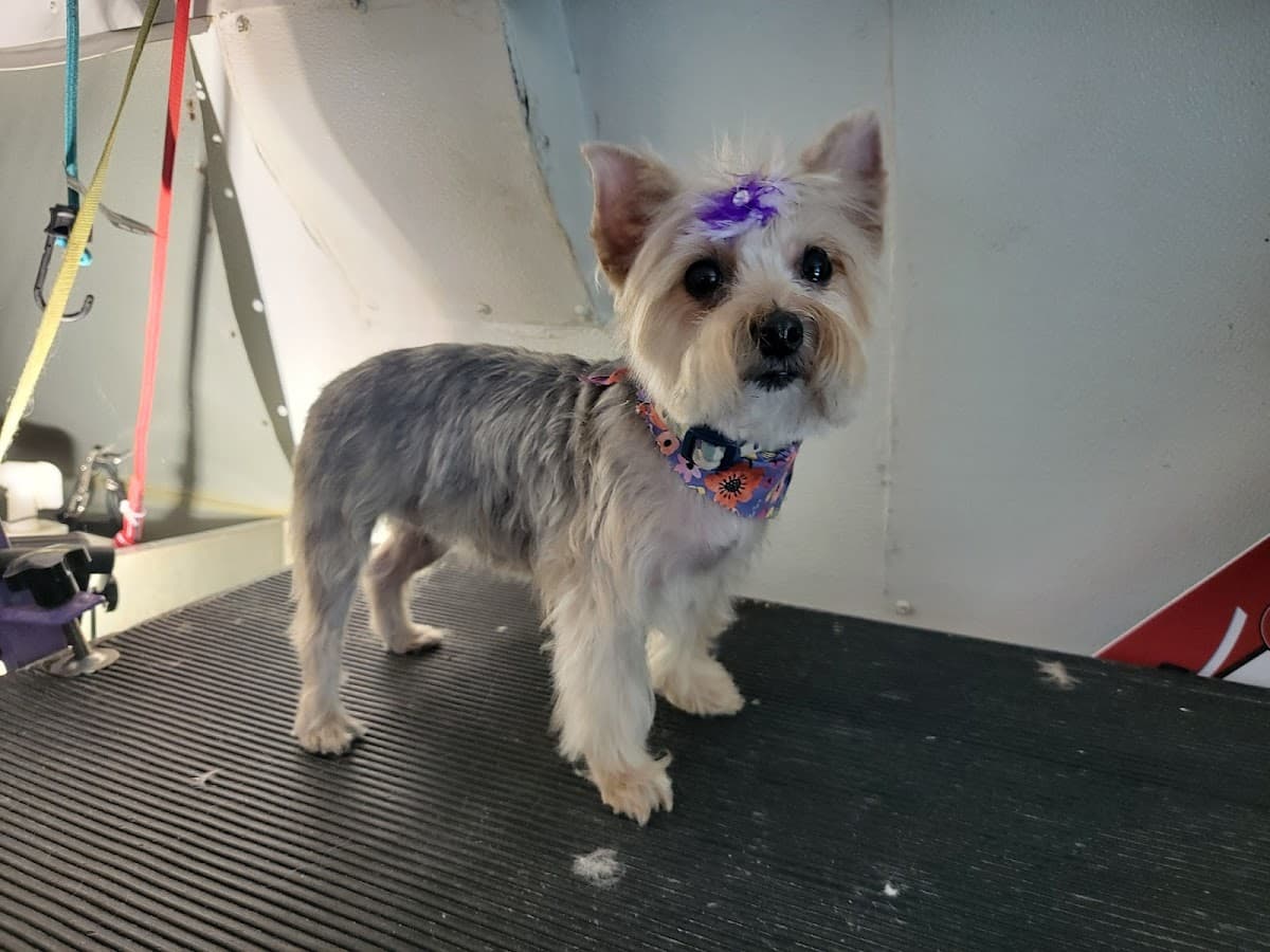 Furry Paws Holistic Mobile Grooming For Dogs & Cats - Mobile dog grooming in Meriden, CT